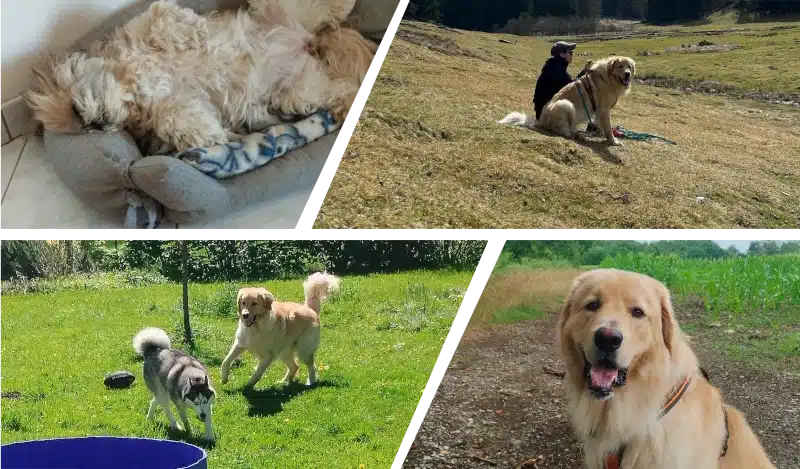 patchwork de photo de chiens dans son panier, en promenade