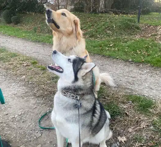 2 chiens assis qui attendent quelque chose