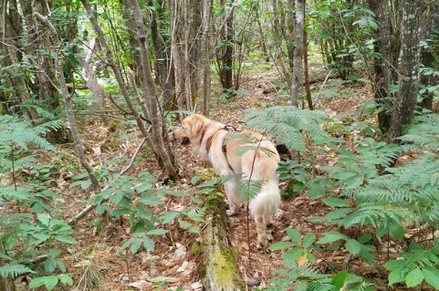 chien en foret