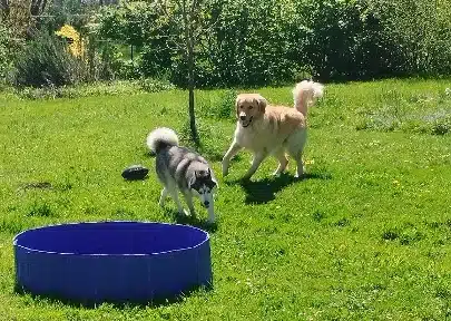 2 chiens jouent dans le jardin