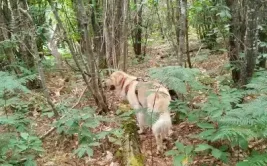 Chien se promenant dans la forêt