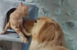 un chien et un chat jouent autour d'un arbre à chat