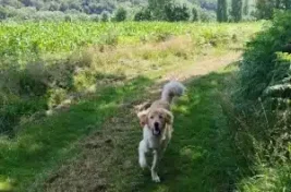 Un chien court dans un chemin