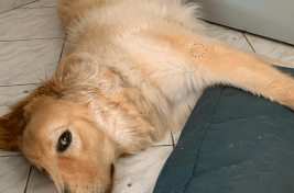 chien-pattes-air-267