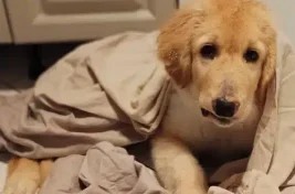 chiot emmitouflé dans un drap