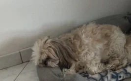 photo d'un chien qui dort dans son panier