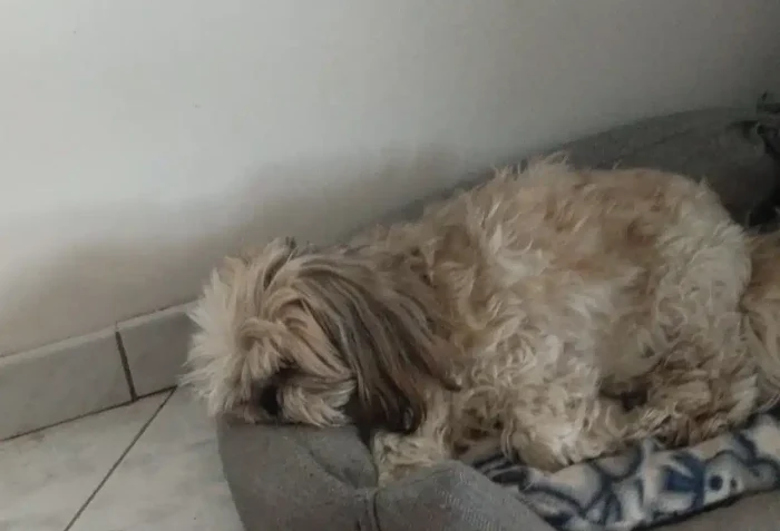 photo d'un chien qui dort dans son panier