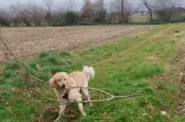 chien jouant avec un baton