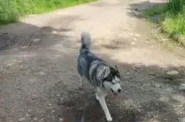 un husky se promenant dans un chemin