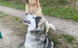 2 chiens assis qui attendent quelque chose