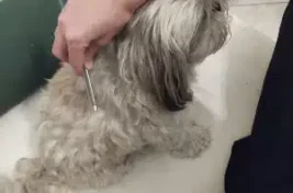 un shi-tzu qui se fait brosser