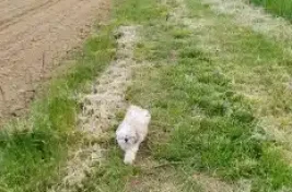 Un shi tzu court dans un chemin