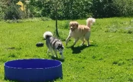 2 chiens jouent dans le jardin